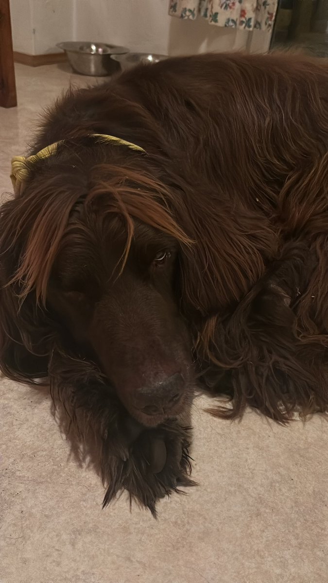 Dieser Hund hat nur ein Auge und kann die all lives matter Scheiße nicht mehr sehen