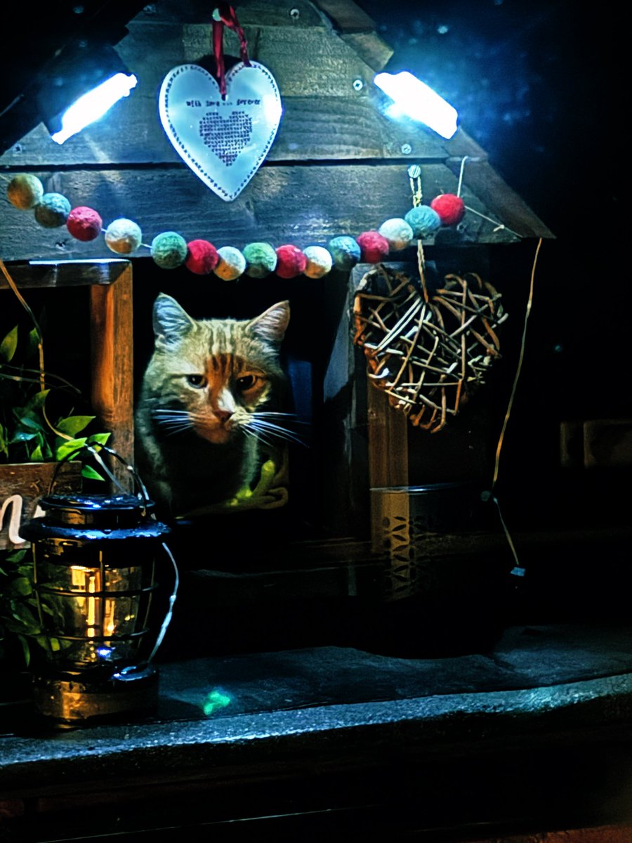 Gwinny Pig the Street Mugger all snuggled up in his house ♥️