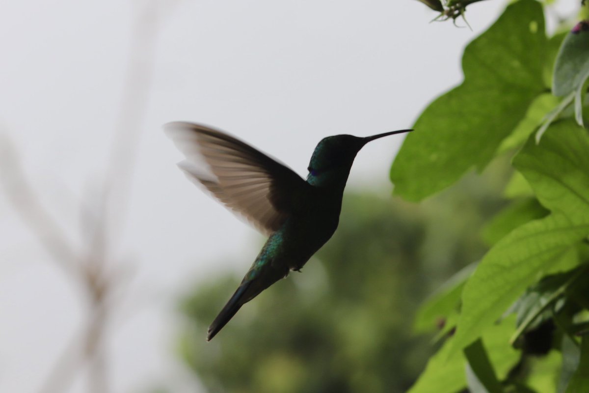 jrambaud's tweet photo. Entre #nieblas, cafetales y #colibries #SierraNevada #SantaMarta #Colombia #nature #naturaleza https://t.co/3IdsDA4voE