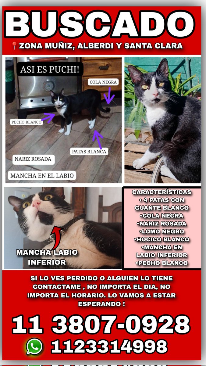 Destroyed_came's tweet photo. @DeGatitos_ LES DEJO CARACTERÍSTICAS PRINCIPALES DE PUCHI! Además que es súper amoroso y tranquilito. No sabe maullar convencionalmente, ya que es criado por humanos.. 
Ayúdenme con la Difusión 🙏🏽🥹 https://t.co/w7F4mrmSlz