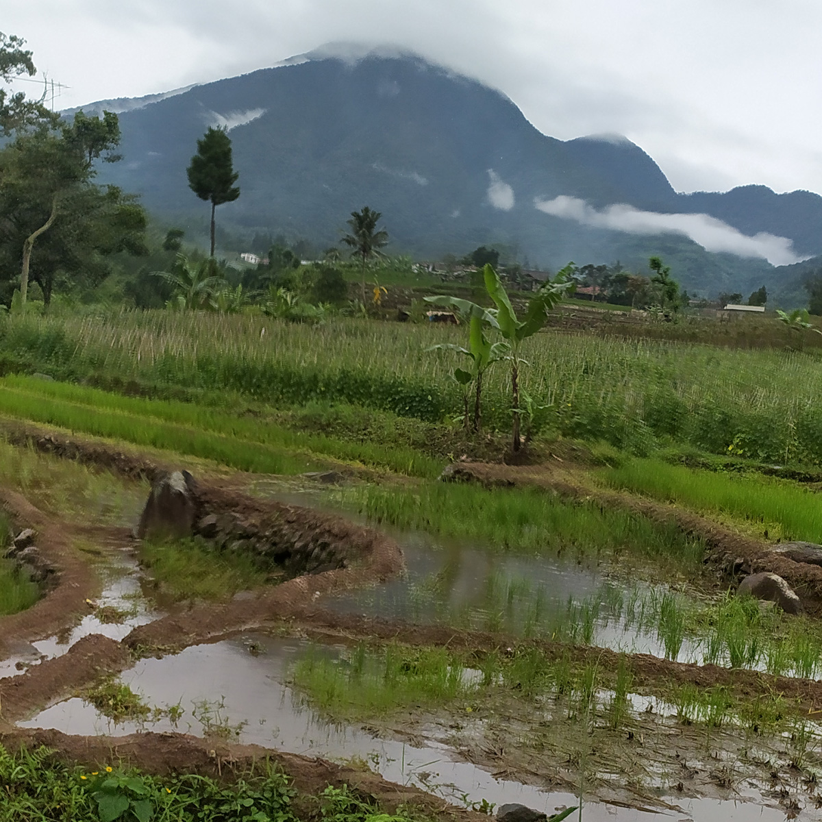 GuideRidwan's tweet photo. “Austria → Java 🌏💚
Hike volcanoes, rainforest, waterfalls &amp; rice terraces with Ridwan Guide’s team. Pure happiness, pure nature 🌋✨
https://t.co/G97tpKxxQp

#IndonesiaNature  
#MountSalak  
#RainforestTrekking  
#JungleWaterfalls  
#RiceTerracesView  
#VolcanoAdventure https://t.co/mknukNq4oQ