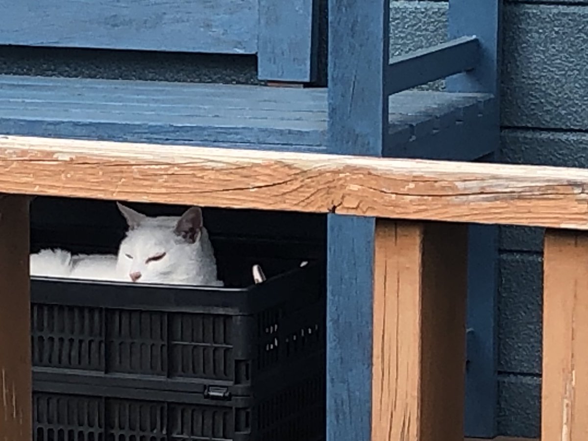 本日20時にお知らせ