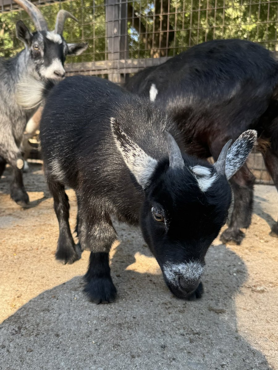 Schnooks_'s tweet photo. Met some cuties today https://t.co/oLpOJhKXOC