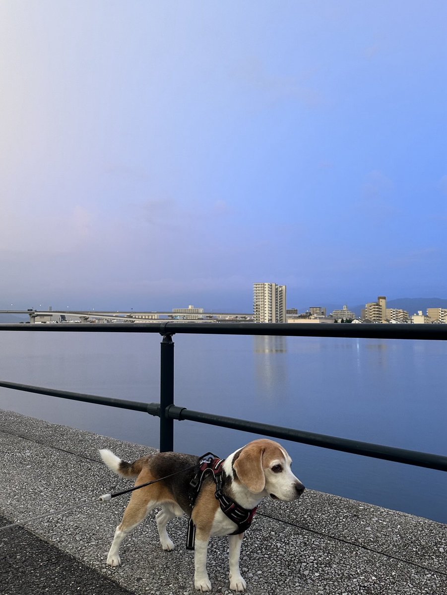 𝔾𝕠𝕠𝕕 𝕄𝕠𝕣𝕟𝕚𝕟𝕘 ☀︎*.｡🐶✨️✨️✩࿐⋆*
#ビーグル
#ビーグル小太郎
#beagle