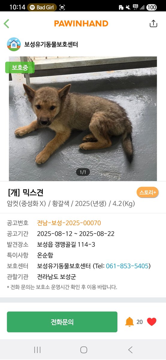 온숨이는 어제 입양됐다고합니다!!!! 🥹🥹🥹🥰🥰🥰🥰
다만 아직 자견들은 보호소에 남아있어요!! 혹시 마음이 가신다면 문의 넣어보시길!!!!!!!