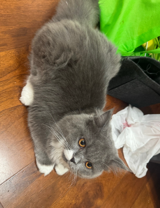 生活不能等待别人来安排，要自己去争取与奋斗！ #LibertyCatNFT #LibertyCats #Web3 #NFTs