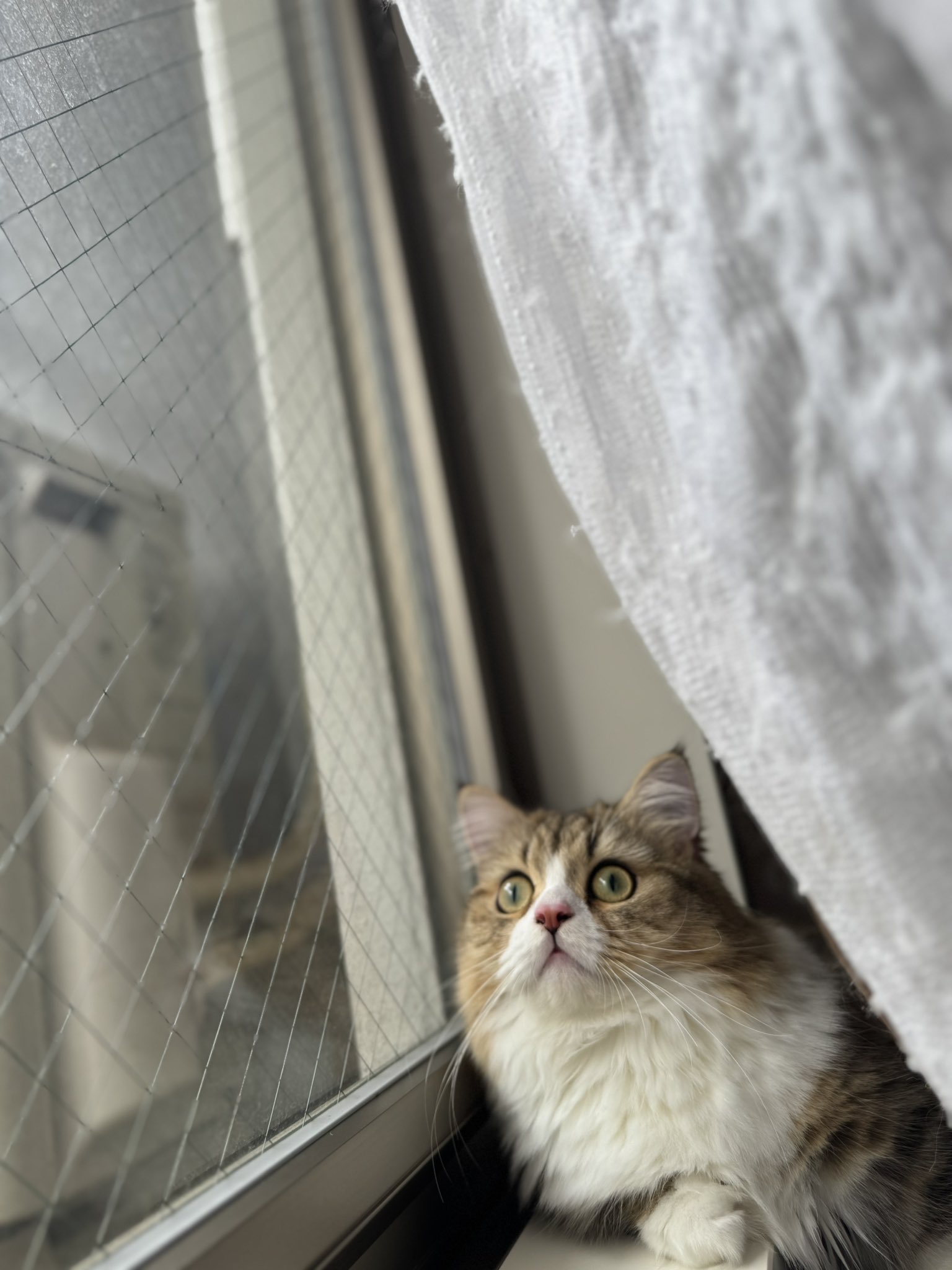 かこ♡リピーター様リクエスト　特大猫様 maxresdefault.jpg