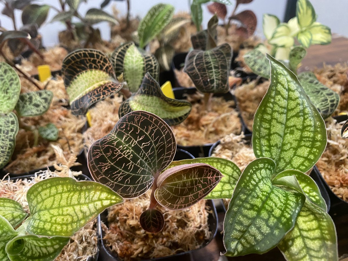 THE GAKI @ジュエルオーキッド (@TheGAKI_pf) / X