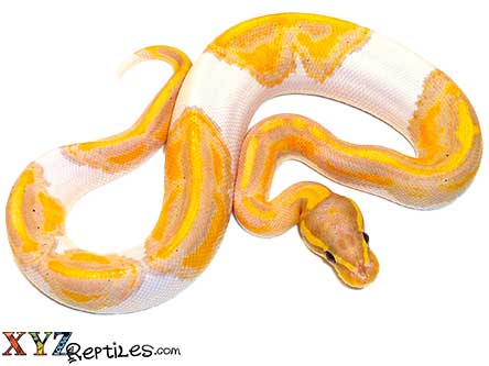 XYZReptiles's tweet image. 🐍 20+ New Baby Ball Python Morphs Available - mailchi.mp/xyzreptiles/hi… #XYZReptiles #BallPython #BabyBallPython #BallPythonMorph #PythonRegius #RoyalPython #Snake #SnakeLife #Pets #Reptiles #ReptileLover
