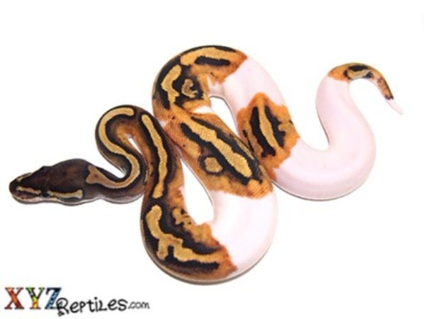 XYZReptiles's tweet image. 🐍 20+ New Baby Ball Python Morphs Available - mailchi.mp/xyzreptiles/hi… #XYZReptiles #BallPython #BabyBallPython #BallPythonMorph #PythonRegius #RoyalPython #Snake #SnakeLife #Pets #Reptiles #ReptileLover