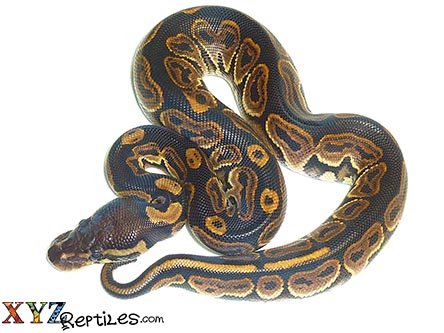 XYZReptiles's tweet image. 🐍 20+ New Baby Ball Python Morphs Available - mailchi.mp/xyzreptiles/hi… #XYZReptiles #BallPython #BabyBallPython #BallPythonMorph #PythonRegius #RoyalPython #Snake #SnakeLife #Pets #Reptiles #ReptileLover