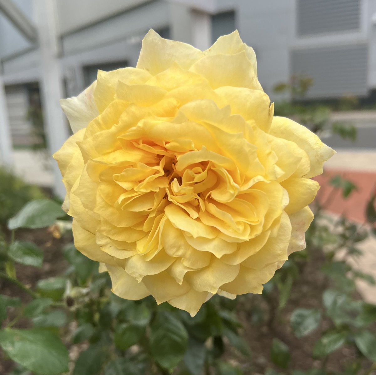 Hemsworth is still looking for his furever home. 
We found some late summer roses on our walk. 

He is available for adoption at Lucky Dog Refuge in Stamford, CT.
Adopt don’t shop 🐾