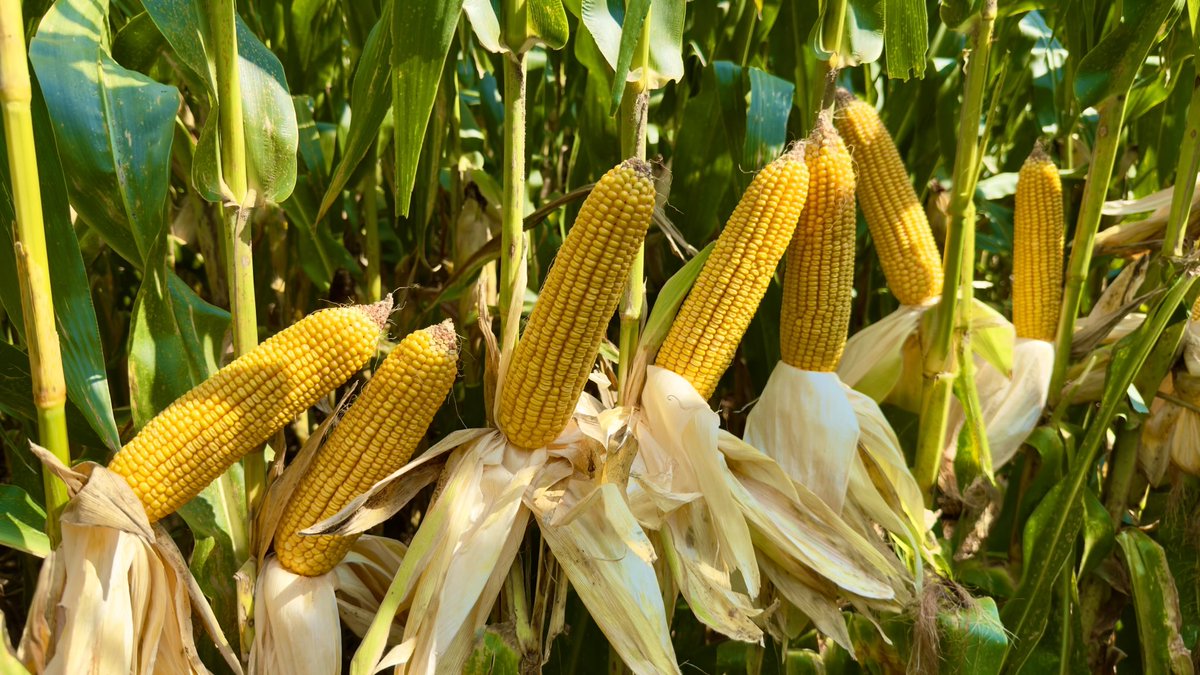 wardynmi's tweet image. The new P12517 will be a special hybrid. Plant health/food corn/top end yield. ⁦@PioneerSeeds⁩