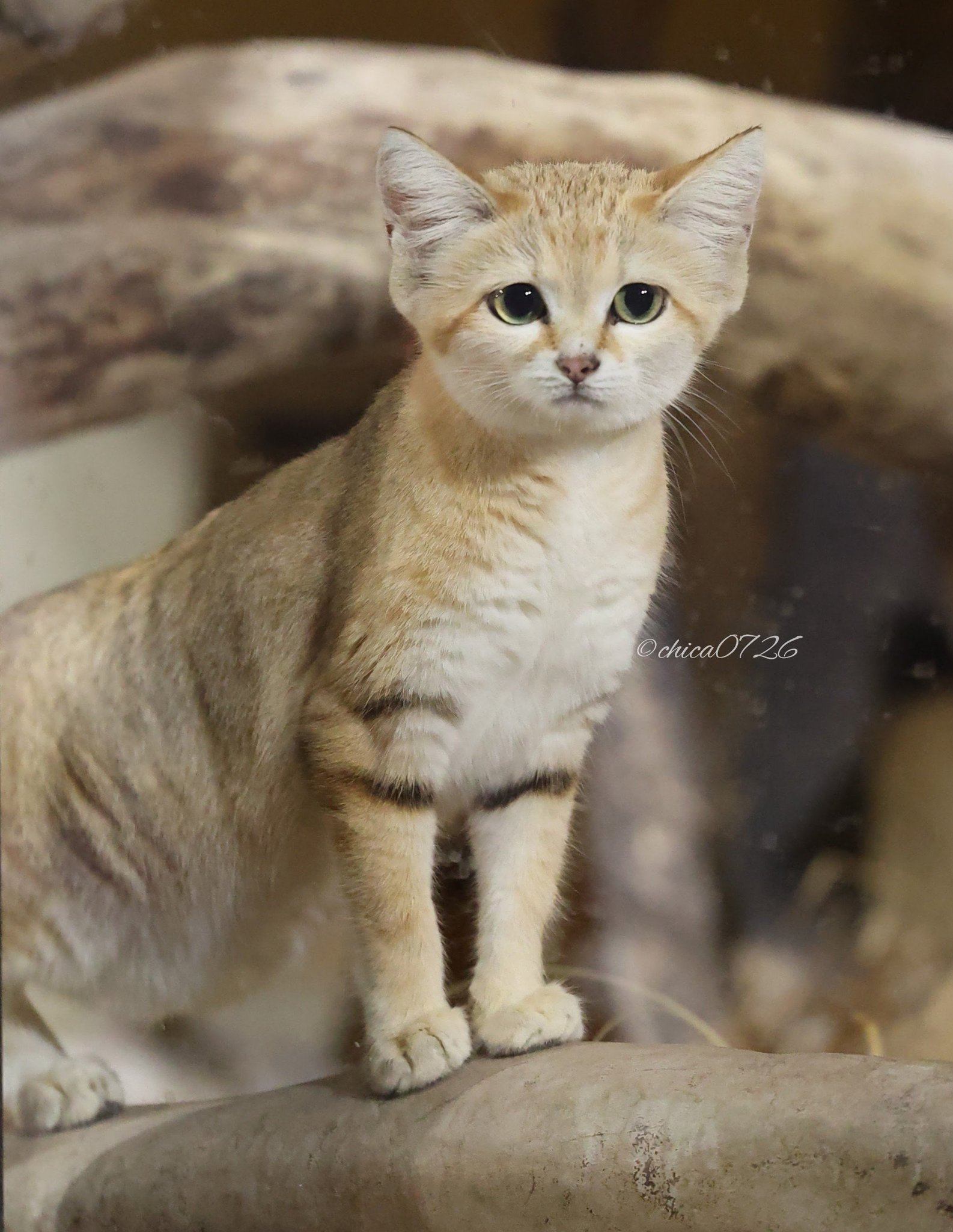 chica0726-cats&animals on X: 