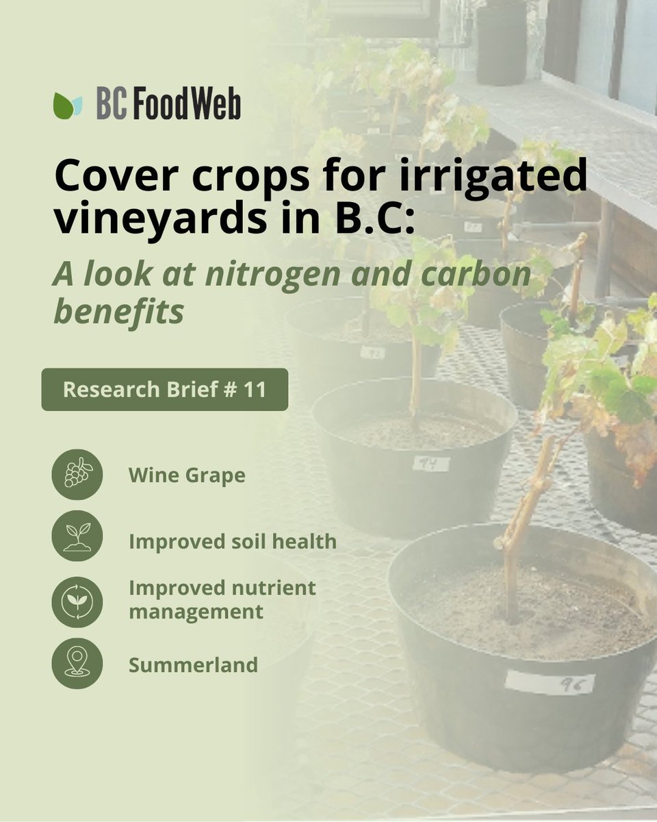 BCFoodWeb's tweet image. A recent study in the Okanagan highlights the best cover crops for different vineyard goals, taking into consideration factors like water availability and competition with grapevines. 🍇

🌱Check out the results at bcfoodweb.ca/briefs/cover-c…
