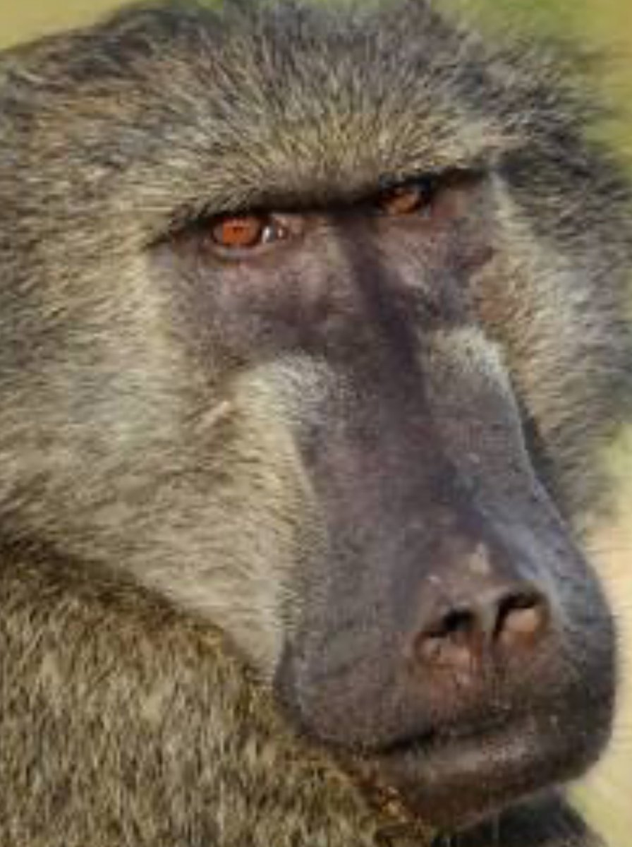 King of the DC Swamp tweet media