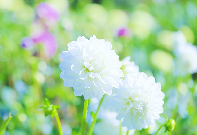 おはようございます。
今朝は「のみちゃ」に癒されました！

サッと淹れて、上品な甘味が心地よい朝🍵✨２煎目からの濃厚な甘味にも、ホッコリ癒され美味しい～～🥰

涼しい朝に温茶が沁みる～～😊朝茶時間でした🎵

「川根茶｜鈴木茶苑さん」
【本日の１杯】今日もありがとう。