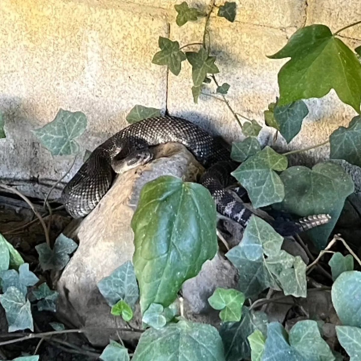 Central Coast Snake Services tweet media