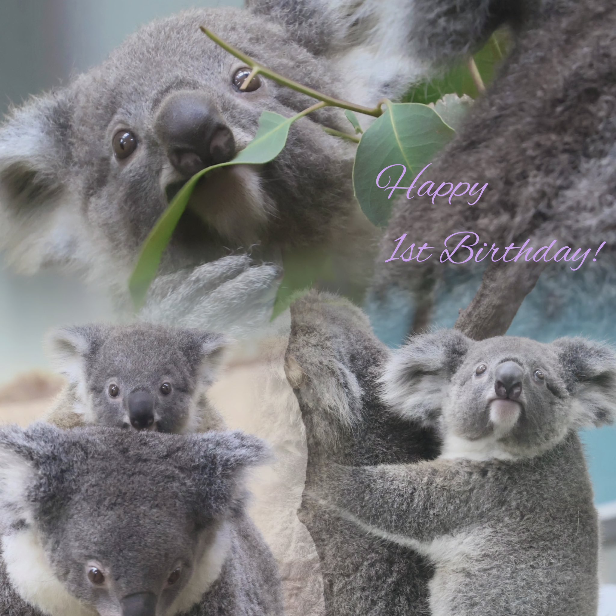 すみれいれいコアラ ママにあごのせスミレちゃん🐨💖🐨💐😊 20250622 🙅‍♀️無断