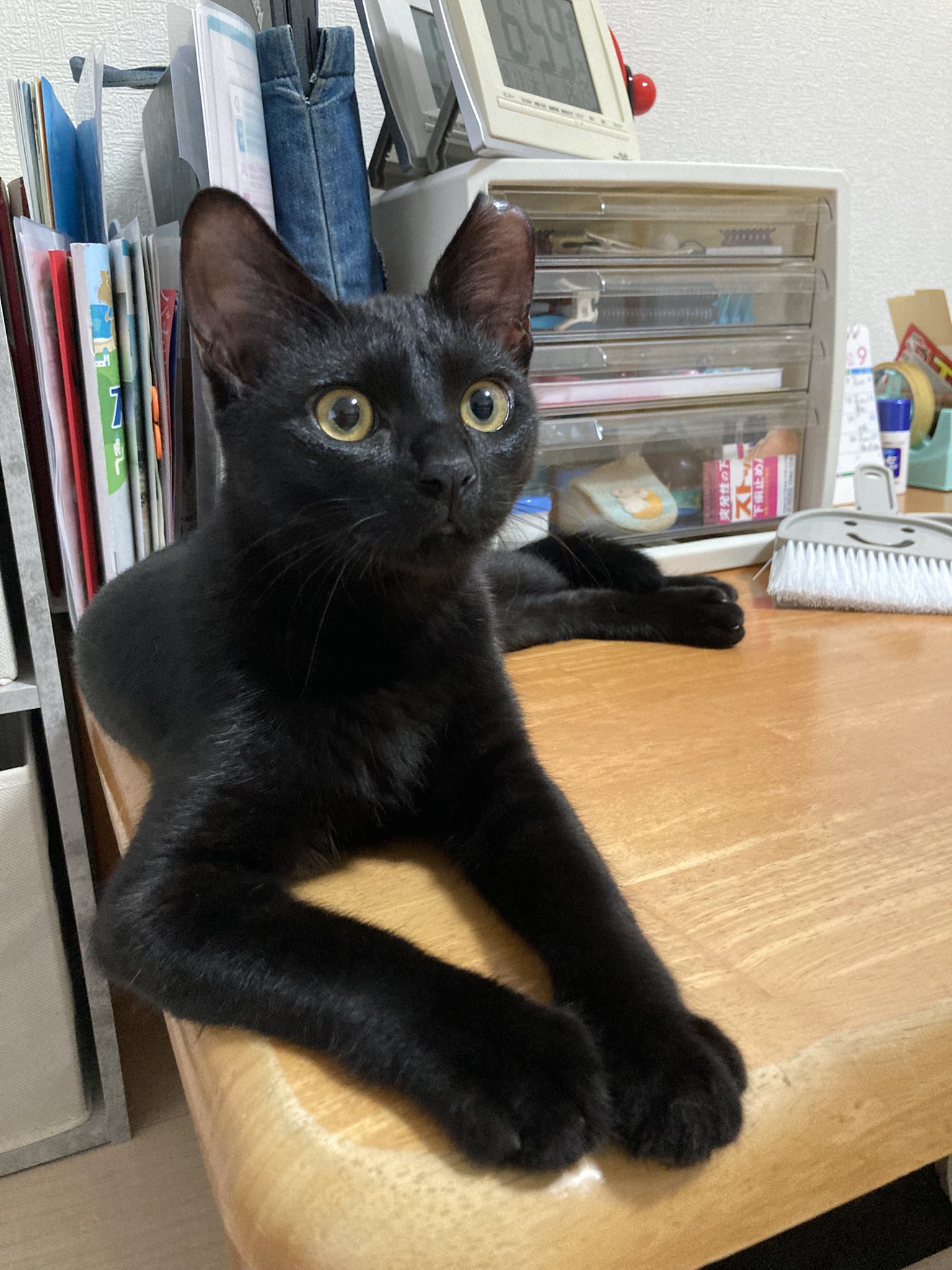 hacodeco、双子の仔猫 hacodeco、双子の仔猫 hacodeco、双子の仔猫 - メルカリ