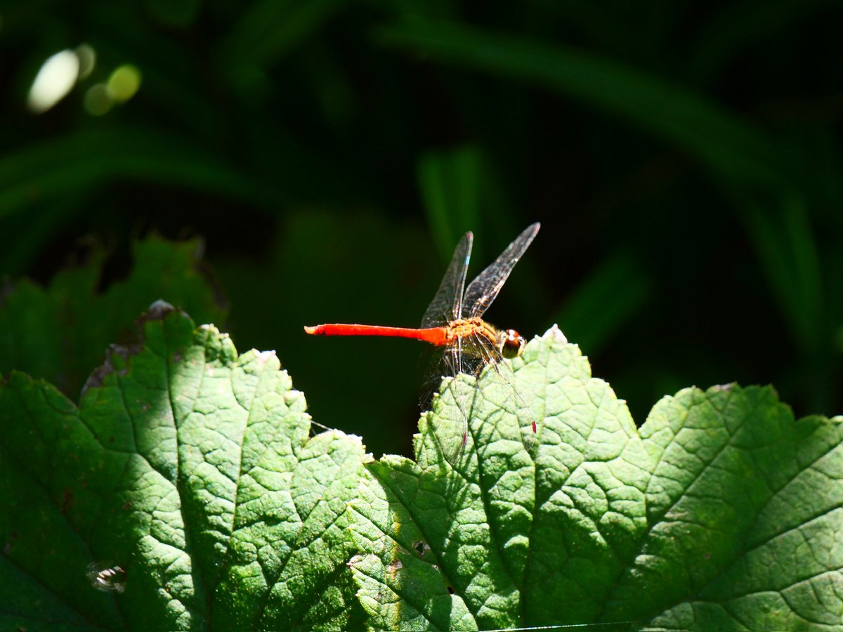 静かなる光の中を赤とんぼ
しずかなるひかりのなかを　あかとんぼ

赤とんぼ葉っぱにとまり赤く咲く
あかとんぼ　はっぱにとまりあかくさく
じっとしてくれてたので、撮れました♪

赤とんぼ夕暮はまだ先のこと　星野高士