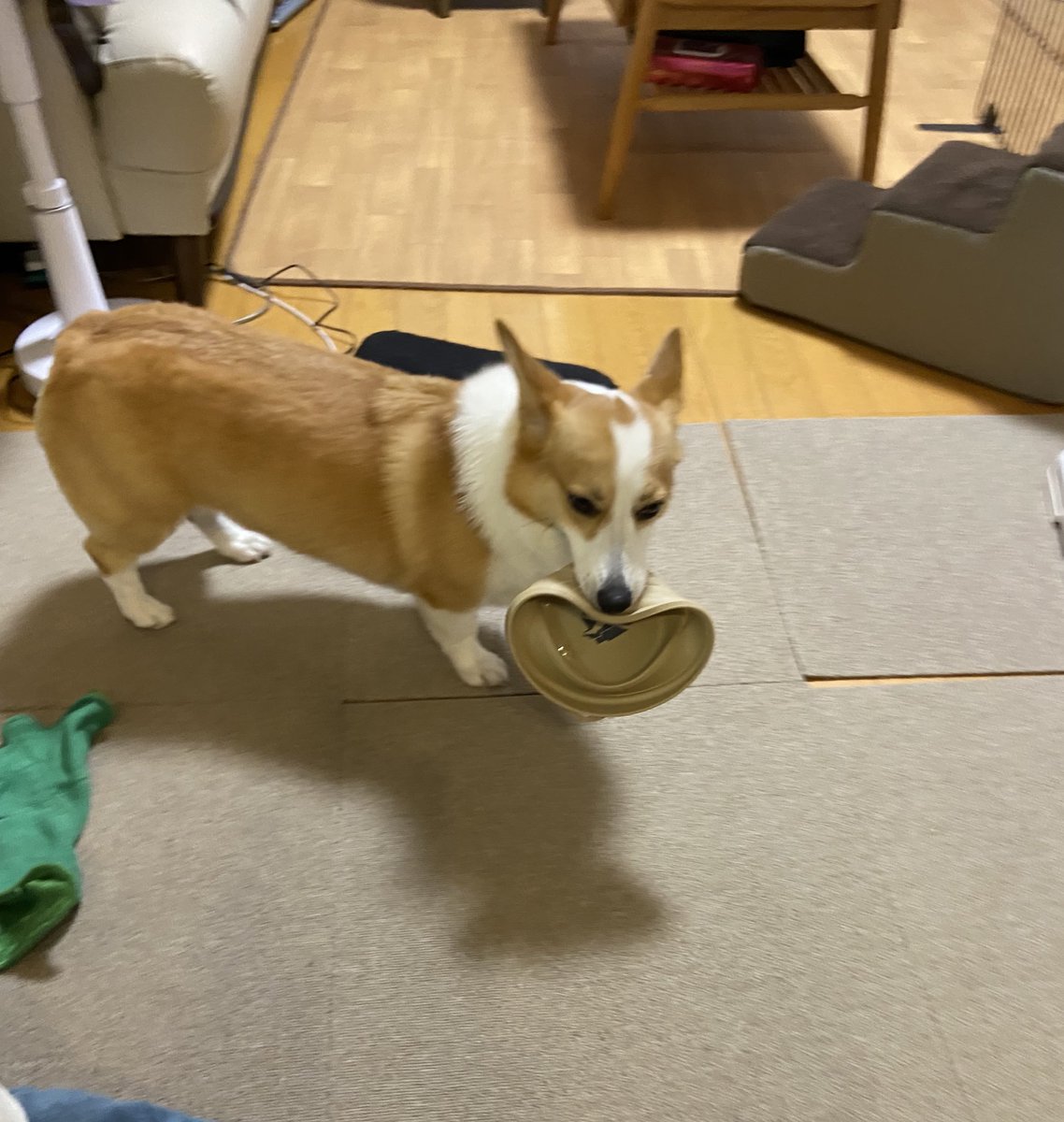 raraRAMU0221's tweet image. 小夏のごはん皿がない！
よく転がしたりして遊ぶ。
だいたいカーテンの下から出でくるけど、昨日の夜からない。ソファの下とか部屋の隅とか見たけどない。どこへ行ったのか？そしてお出かけ用シリコン製のお皿でご飯あげたら、それでも遊ぶ😆
#welshcorgi #ご飯皿 #小夏　#こなっちゃん