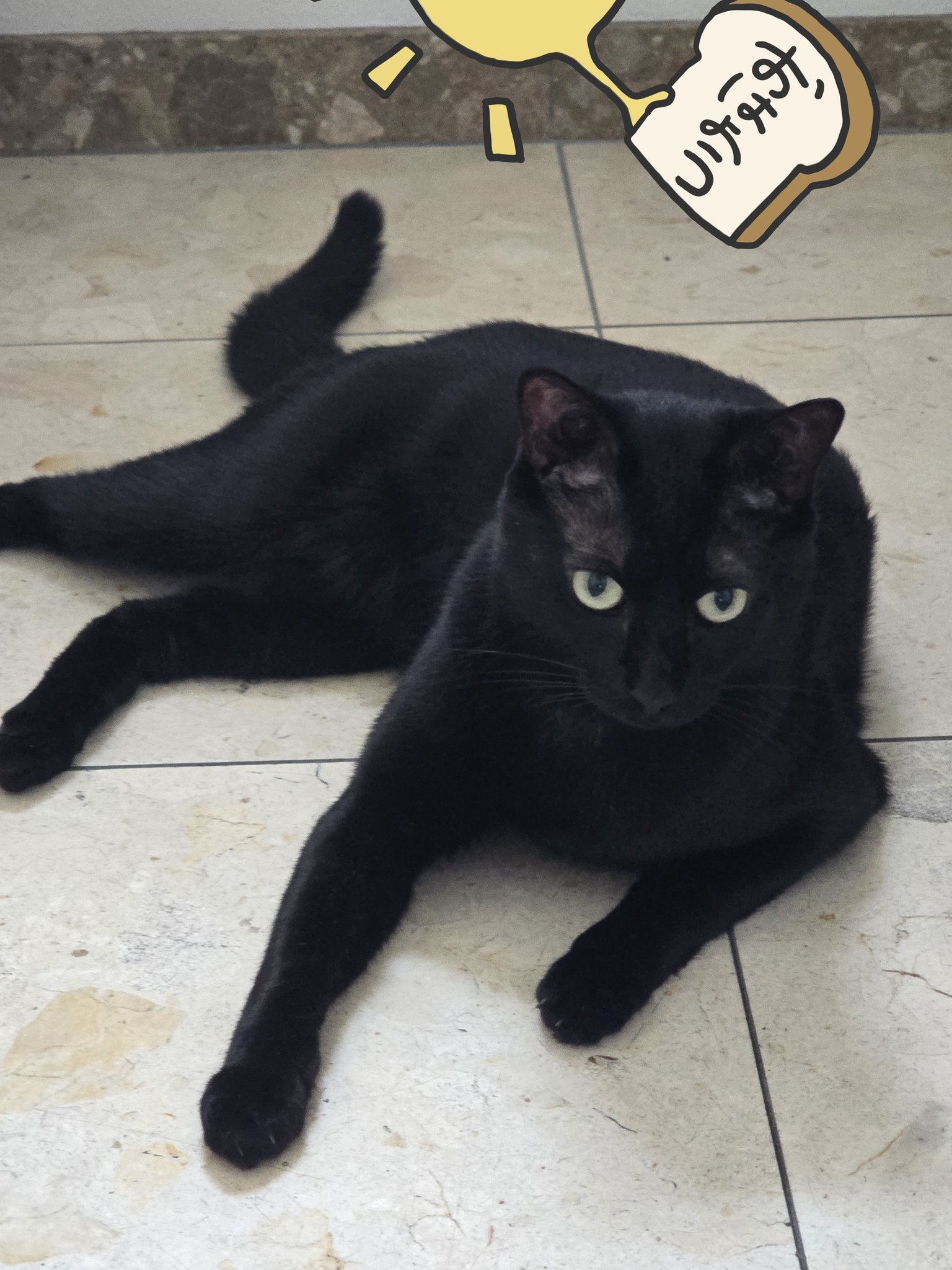 ♡黒猫( ΦωΦ )♡とまとめ さき🍀みちこ on X: 