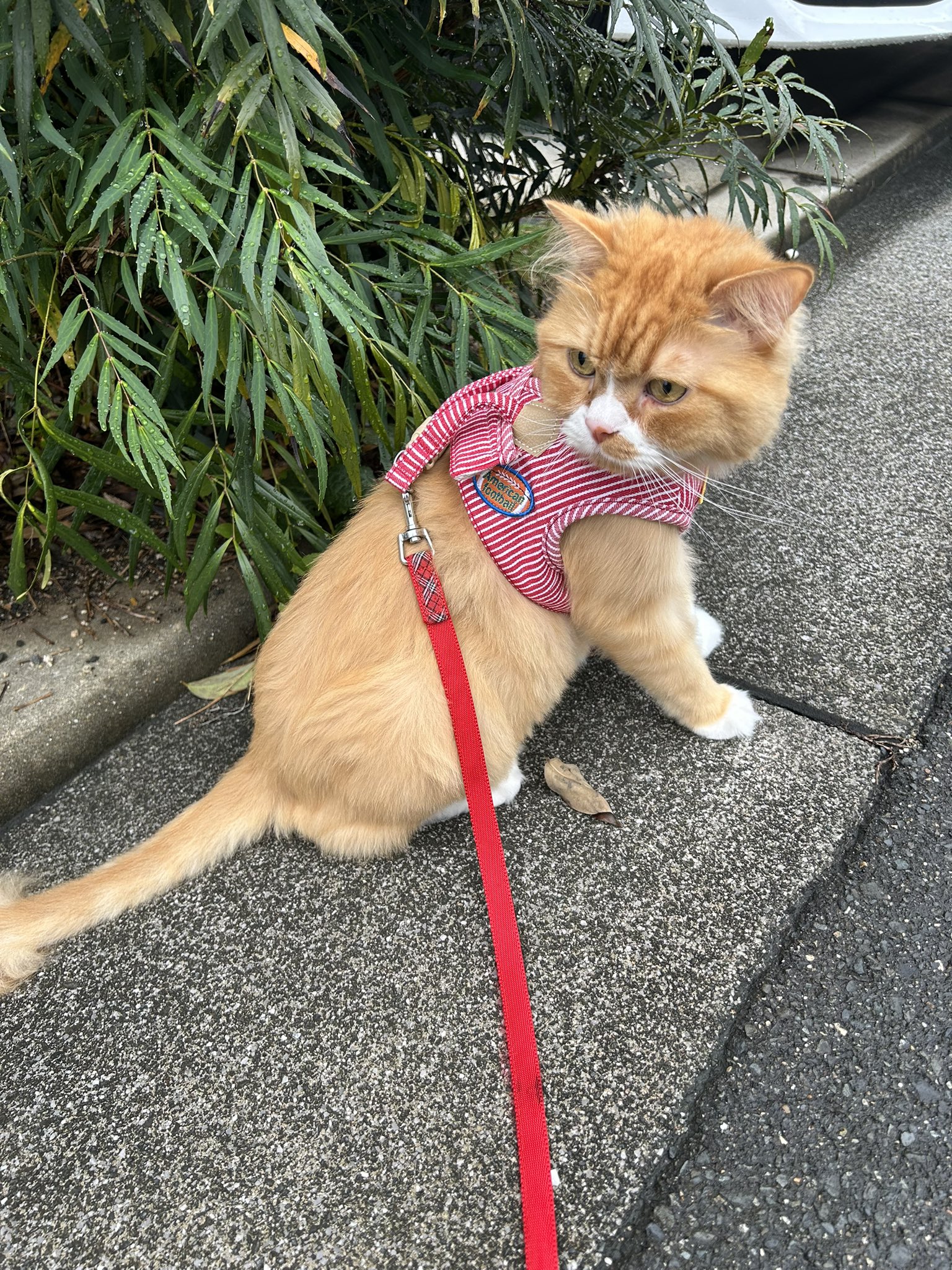 Sherry (@1yKSnpsjqAHtoMb) / X