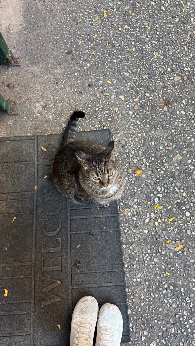 Bodega Cats (@bodegacats_) on Twitter photo 