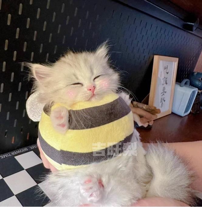 vxunderground's tweet image. Do yourself a favor today. Treat yourself. Do not click the "For You" tab on Xitter. Do NOT check in on the political discussions.

Have a cat