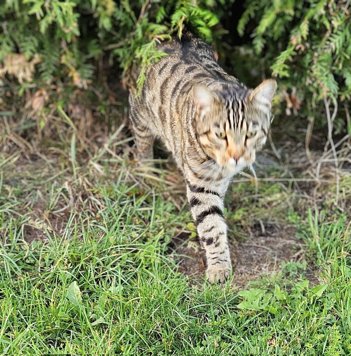 Am Wegesrand der kleine 🐅  Tiger 🐅