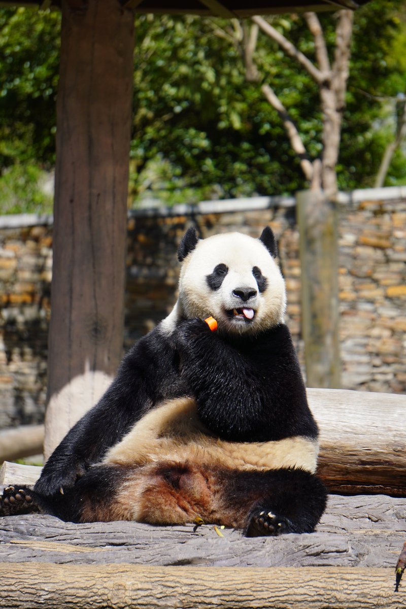 We’re so excited to visit Bei Bei, Tai Shan, Bao Bao, and XQJ this weekend! The Wolong Panda Base is now home to the D.C. pandas :) Don’t miss this amazing experience!
mypandatours.com/collections/al…
TOUR #179•Wolong Panda Base• Saturday 13 September 9:30PM (Times in EDT)