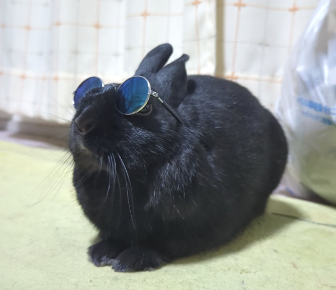 本日雨の予報ですが、部屋の中は雨振らないので今日も晴れ気分団子🐰