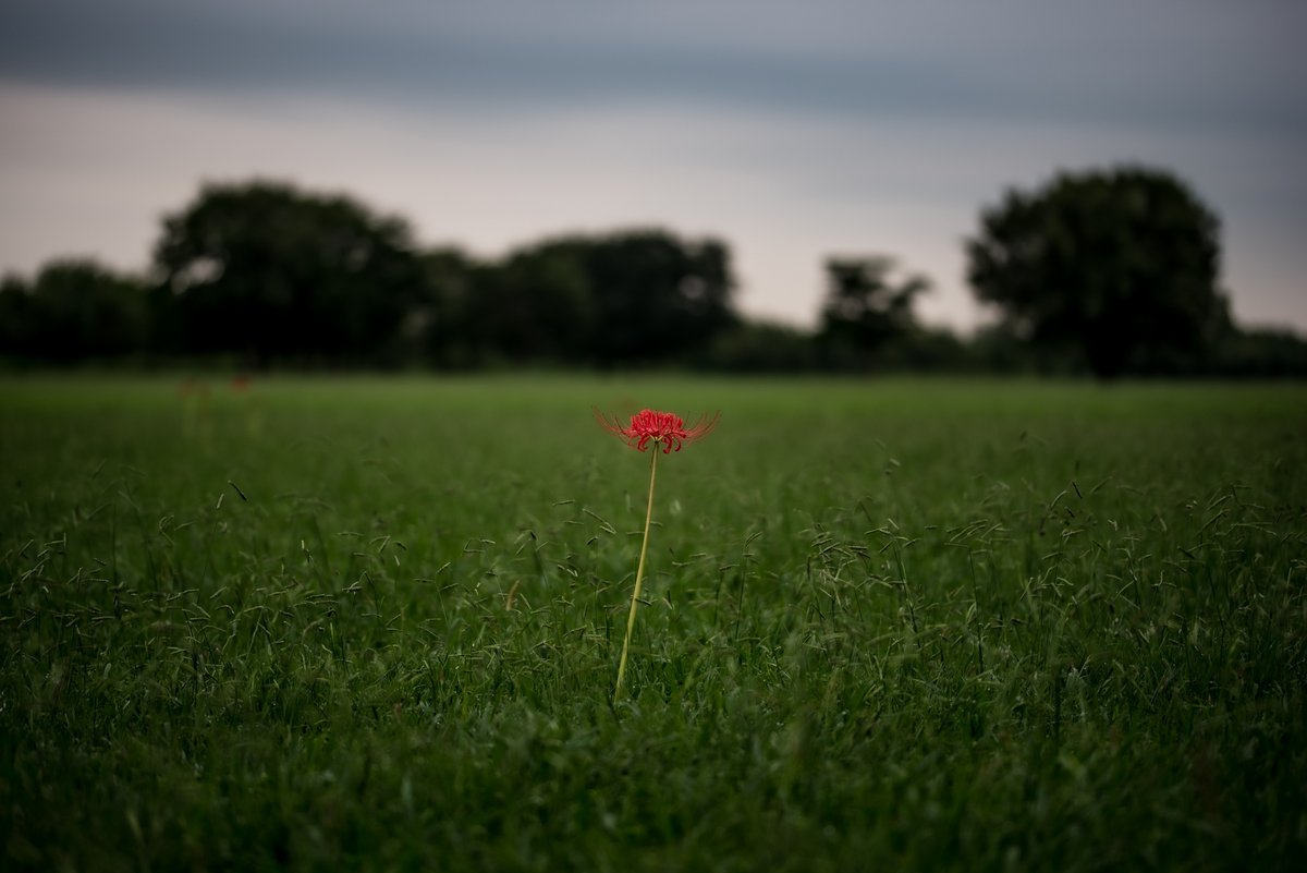 AIでフィギュア化する投稿が流行ってますが、規約に「写真や生成物は自由に利用、販売され、その取り消しは不可」と記載がありました。

皆様のお顔や衣服、グッズのロゴ等がサービス側へ無償提供され商用利用ができ、文句も取消しも言えないという事です。
訴訟問題になりますので皆様お気を付けを。