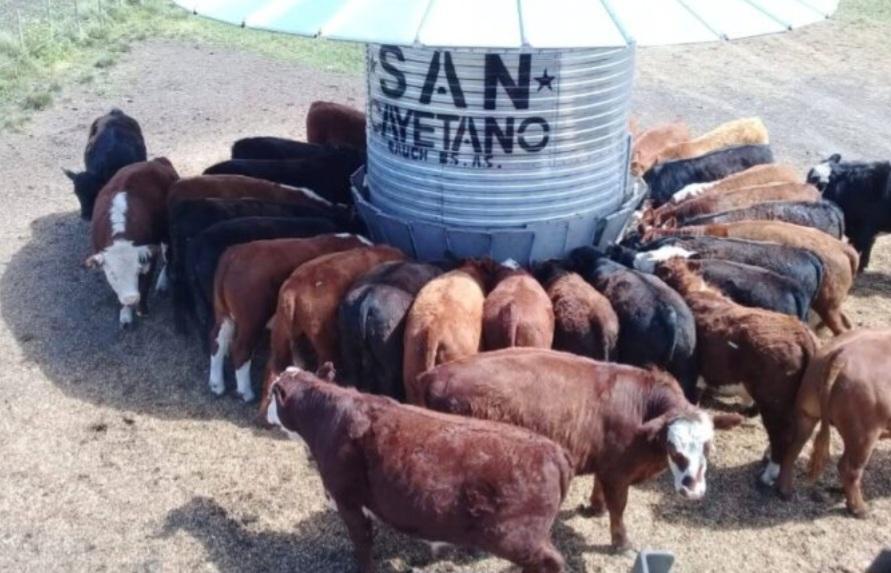 MartinSteeman's tweet image. Aseguran que las empresas de nutrición animal tienen un gran potencial
martinsteeman.com/aseguran-que-l…