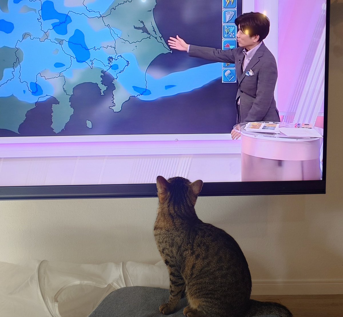 指し棒を忘れる檜山さんに戸惑うねこ。
全国の猫が戸惑ってそう🤣