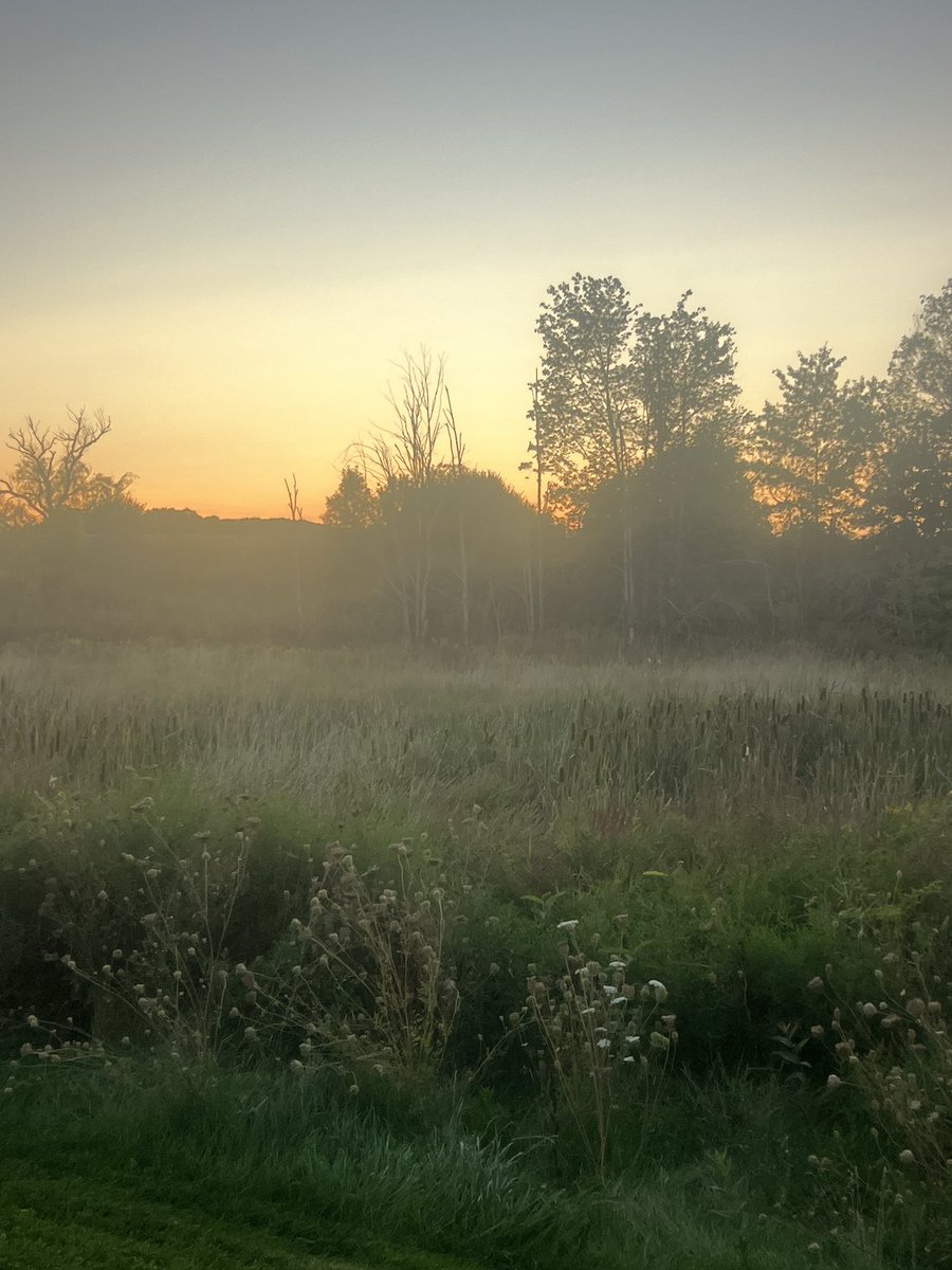 Nathan Strauss tweet media