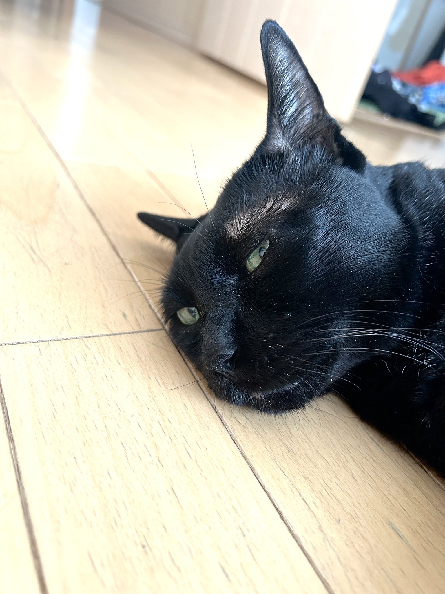「黒猫みんと」のみ 黒猫みんと」のみ 6875ae3262b31adfbeba0712d1a109