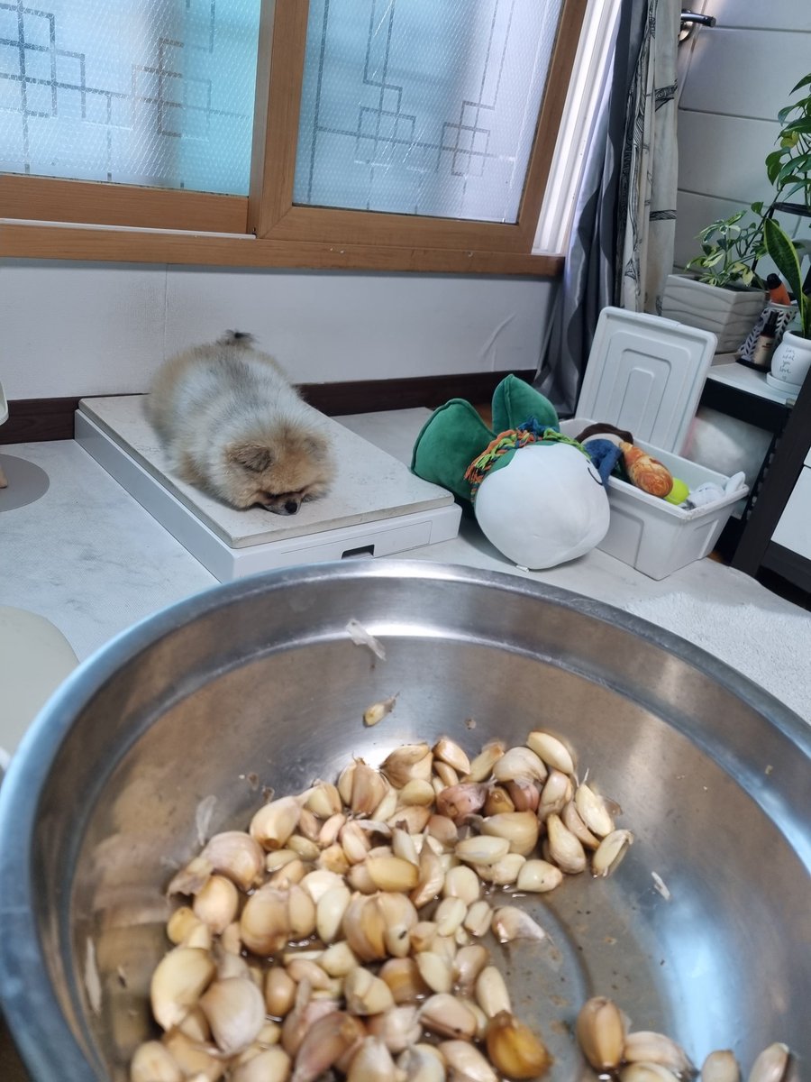 마늘 까기 지옥 끝이 보인다
근데 어떻게 갈지 ㅜ
끈적여서 싫어