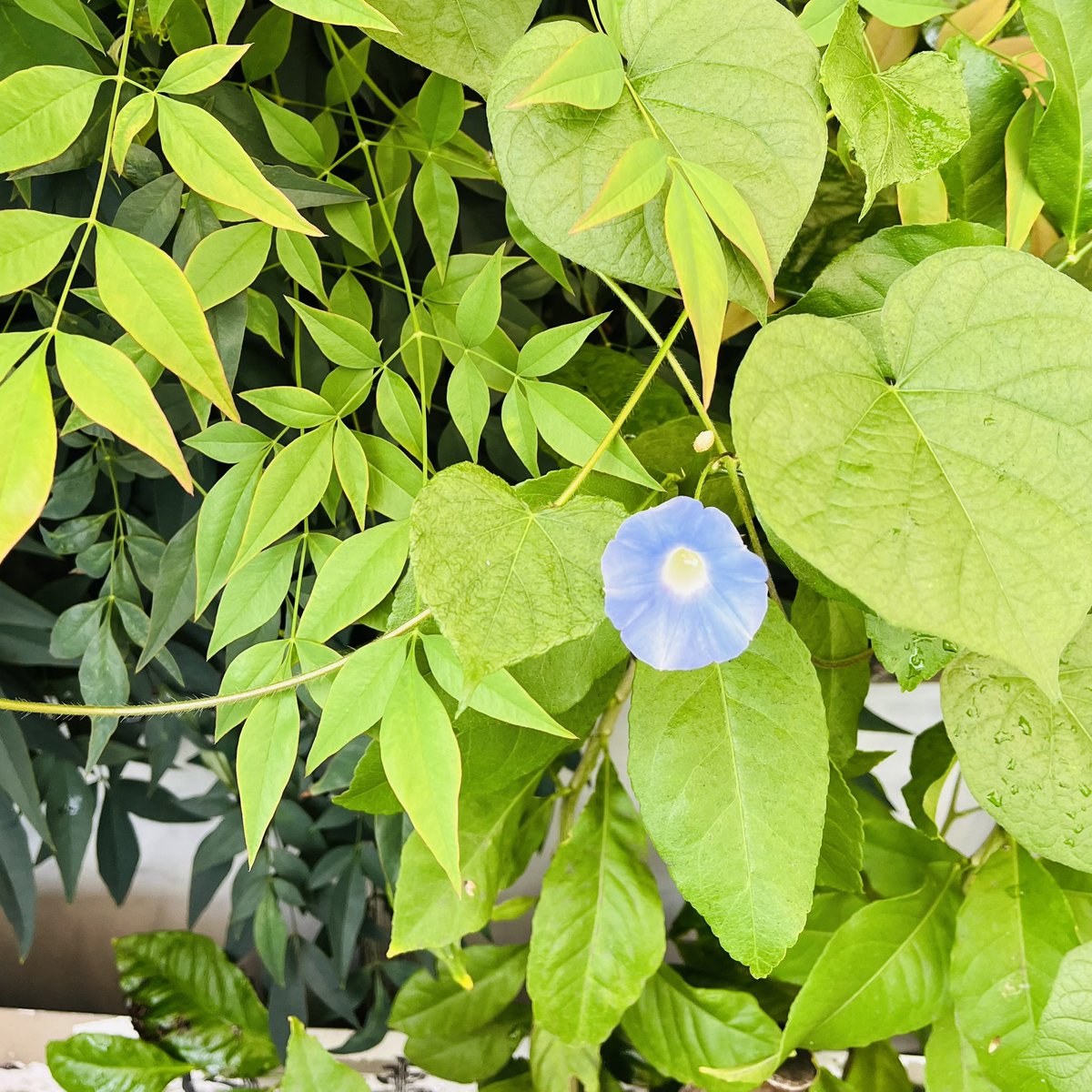 今日いっぱい咲いてるー（╹◡╹）♡