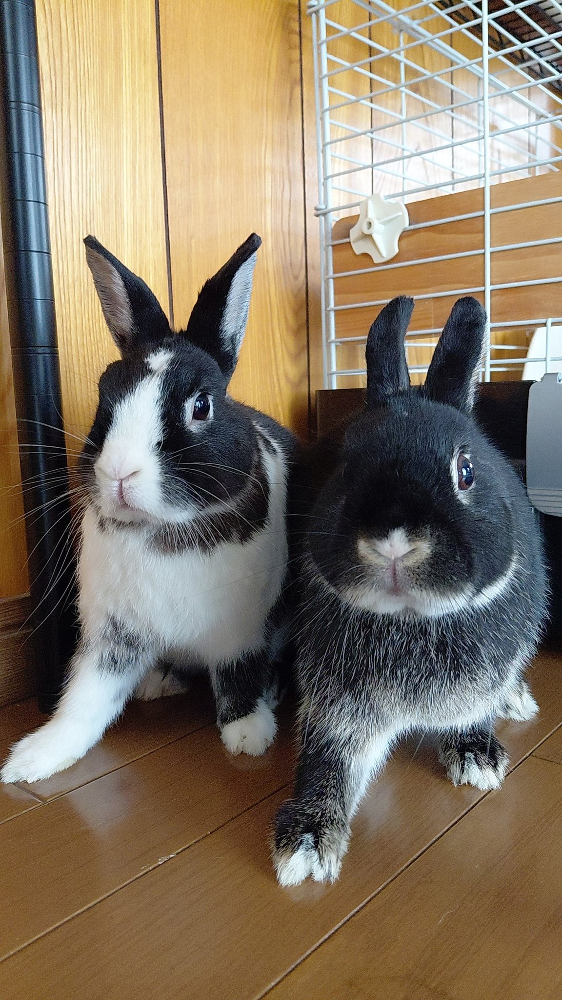 こはく&こちゃ on X: 