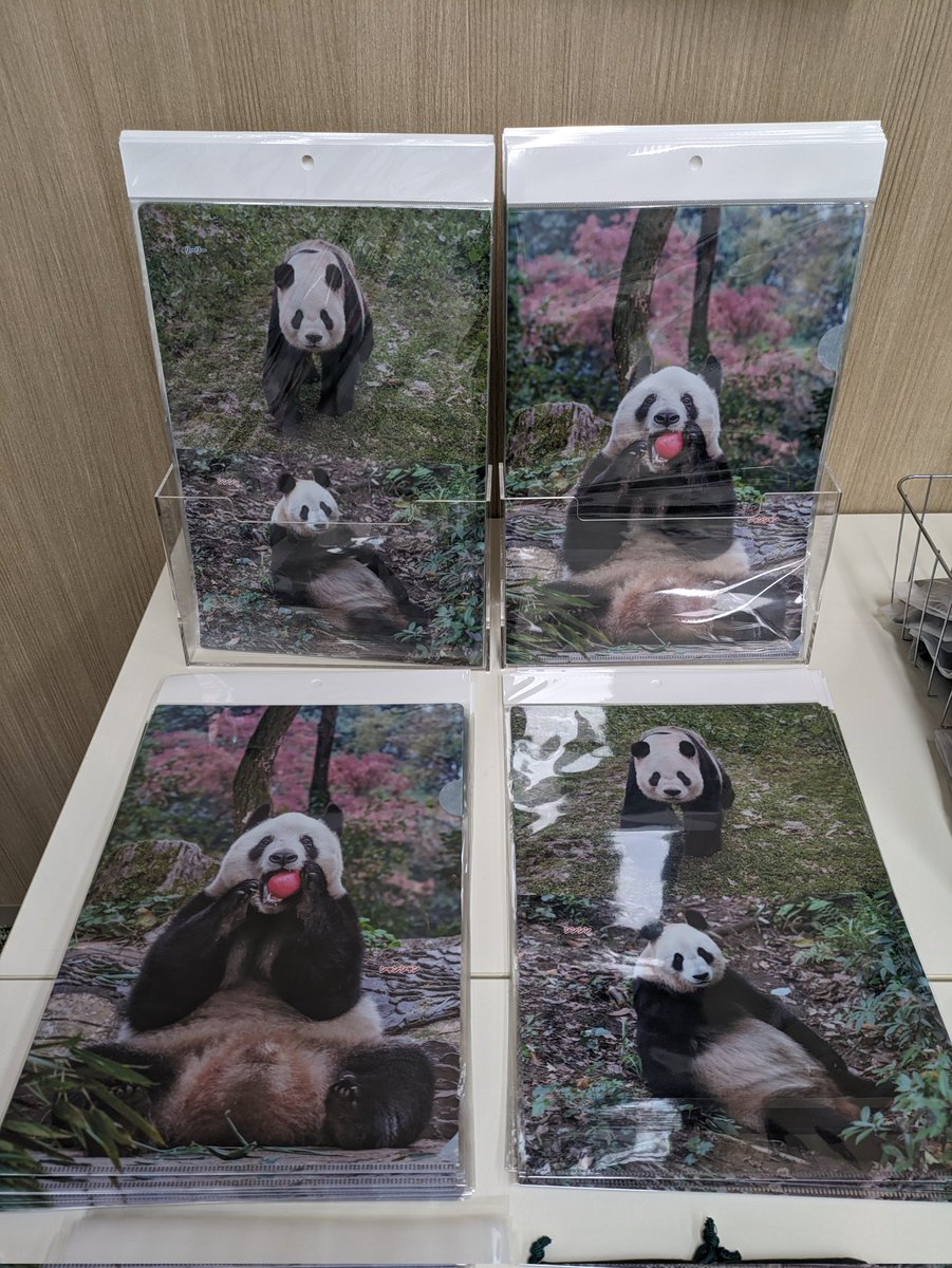 大パンダ展在庫状況🐼 大好評の毎週シャンシャンのクリアファイル