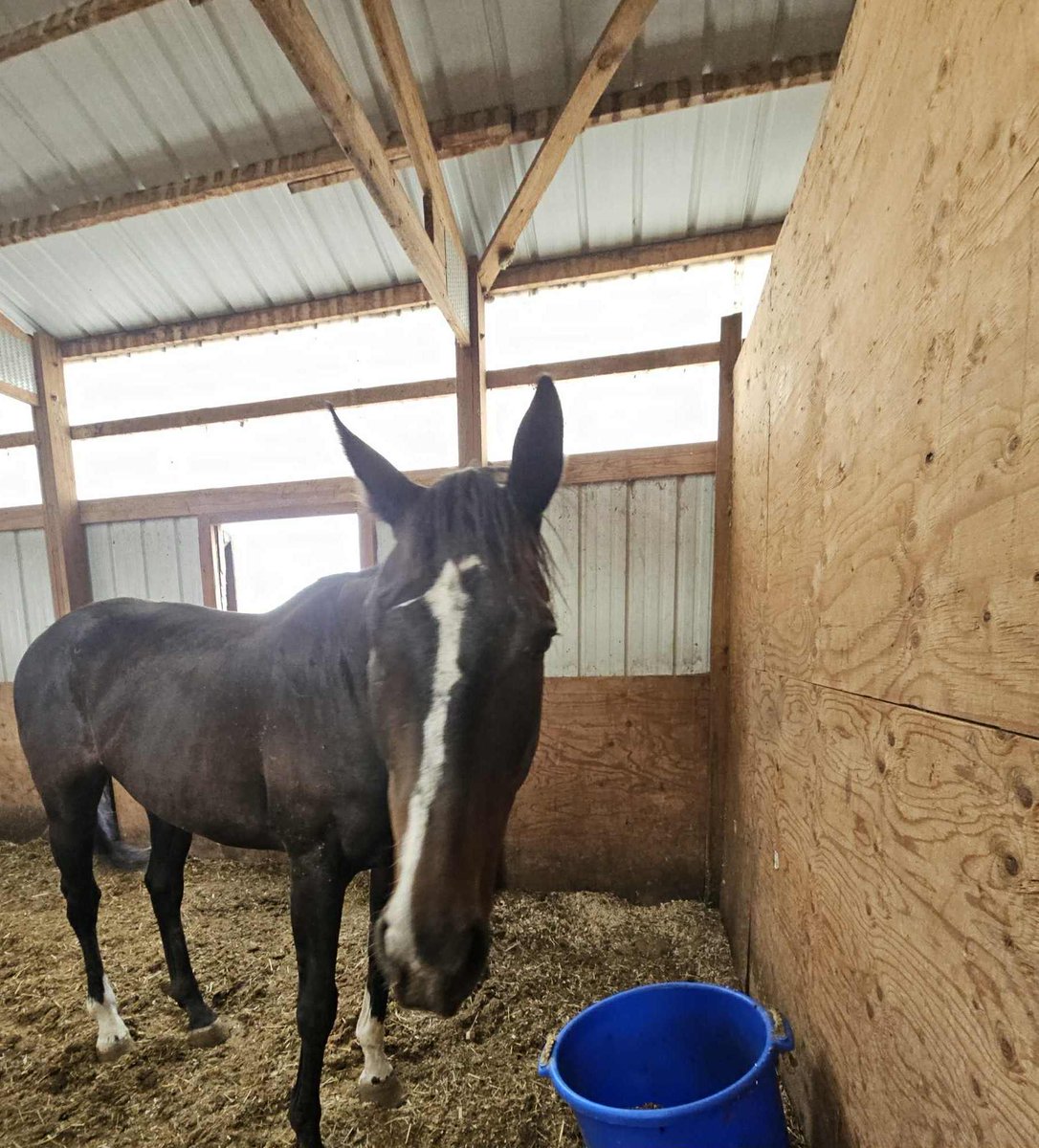 ❤️‍🩹❤️‍🩹Update! Glory and Blend of Brandy are still recovering from upper respiratory infection. Brandy is getting through it better and quicker but Glory was very sick for a several weeks and is doing much better now.  Glory will stay in CO at Dreamcatchers but Brandy will