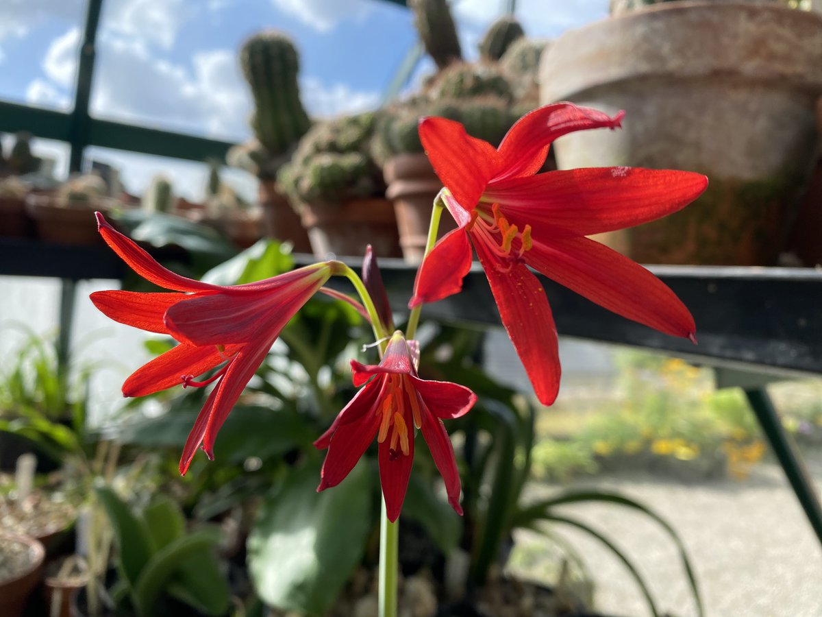 Rhodophiala bifida in the greenhouse. #fairviewyearround