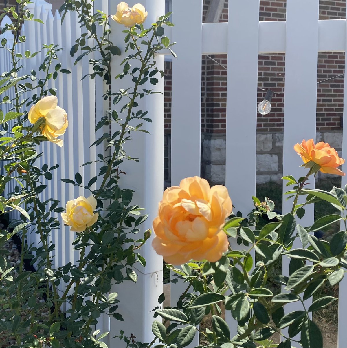 &gt;&gt; at least there are roses