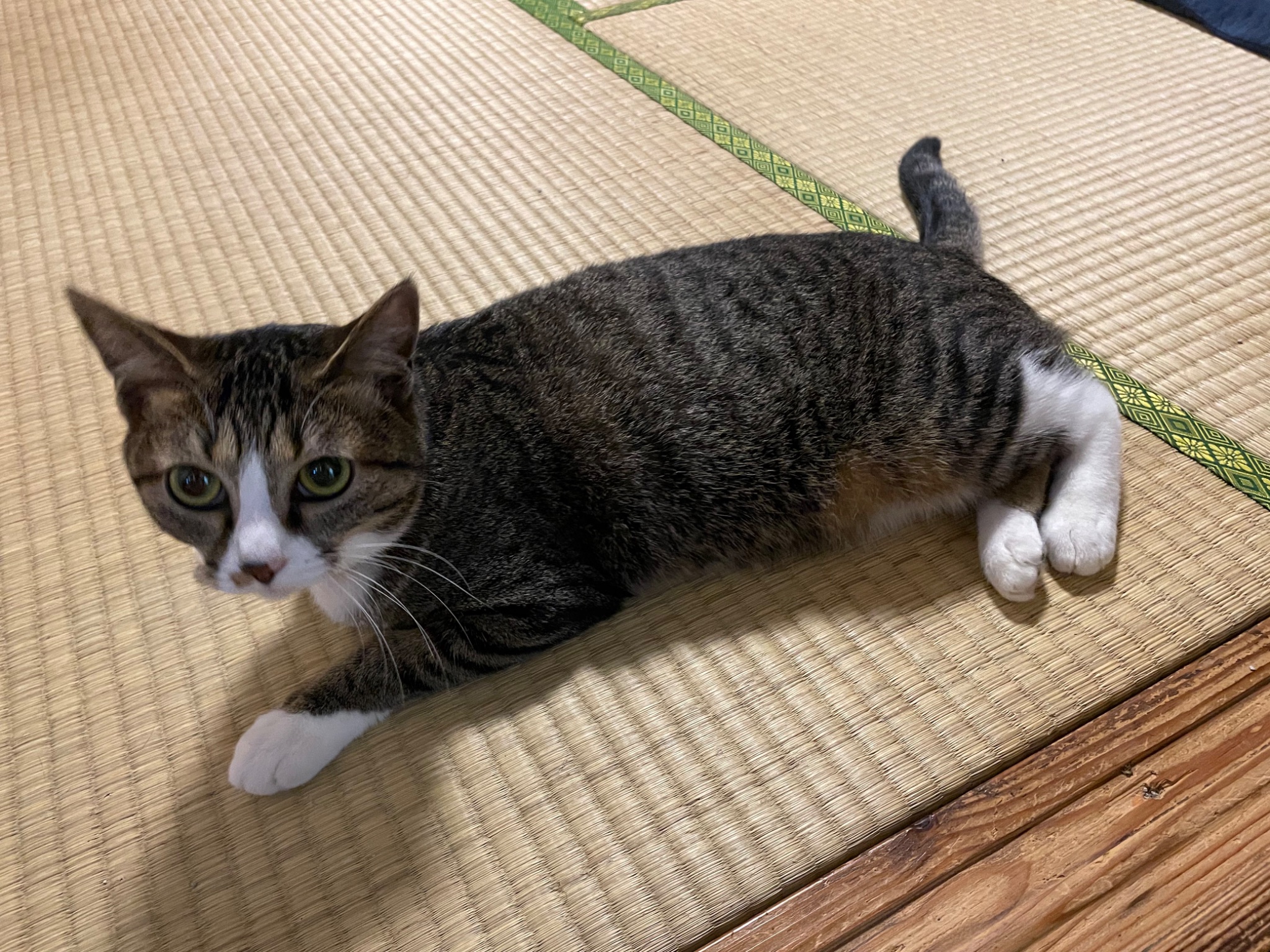 にゃんちくだいすきくらぶ on X: 