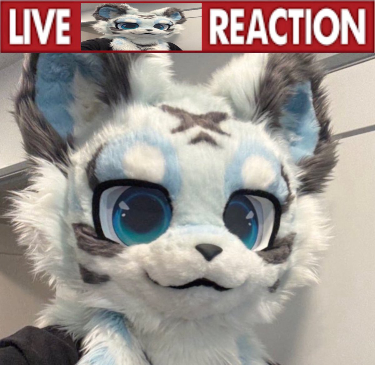 AdvanWoof 🔜 FC tweet media