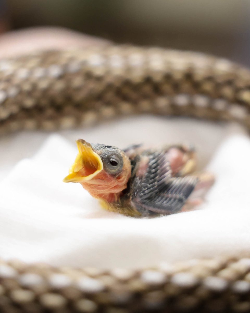 Found a baby bird? 🐦 Before you scoop it up, here’s what to do:

Is it a nestling (no feathers or only fluffy down)? It likely fell from the nest and needs help, if you can safely return it to the nest, do so.

Is it a fledgling (has feathers and can hop or flutter)? It may just