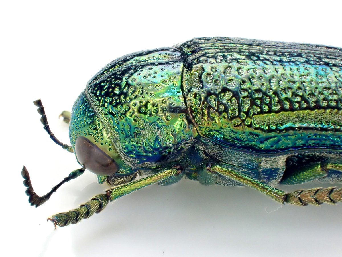 ブルーで凄く美しいカブリモドキ！