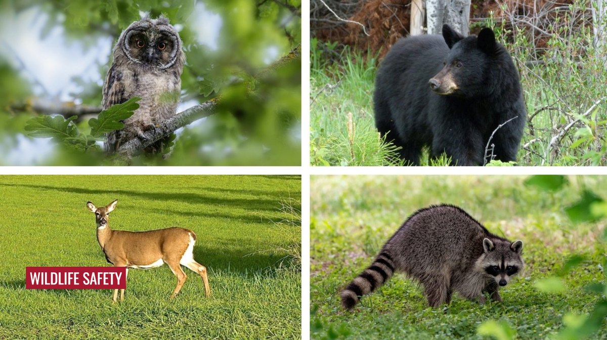 As the days get shorter and temperatures drop, our wildlife is preparing for the winter. This means you might see increased activity from our furry and feathery friends around campus. Let's work together to ensure we coexist safely and respectfully  🍂 
ow.ly/Q89G50WU6z9